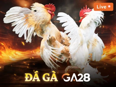 DU88 Đá Gà Livestream